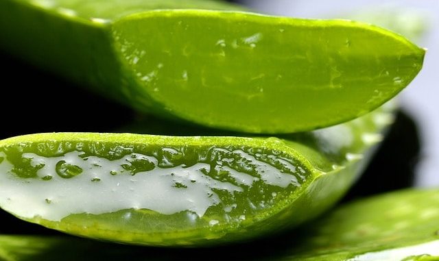 Ayurvedic Properties and Benefits of Aloe Vera