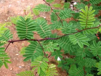 Acacia-Catechu-Khadir