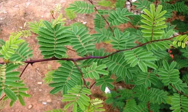 Acacia-Catechu-Khadir